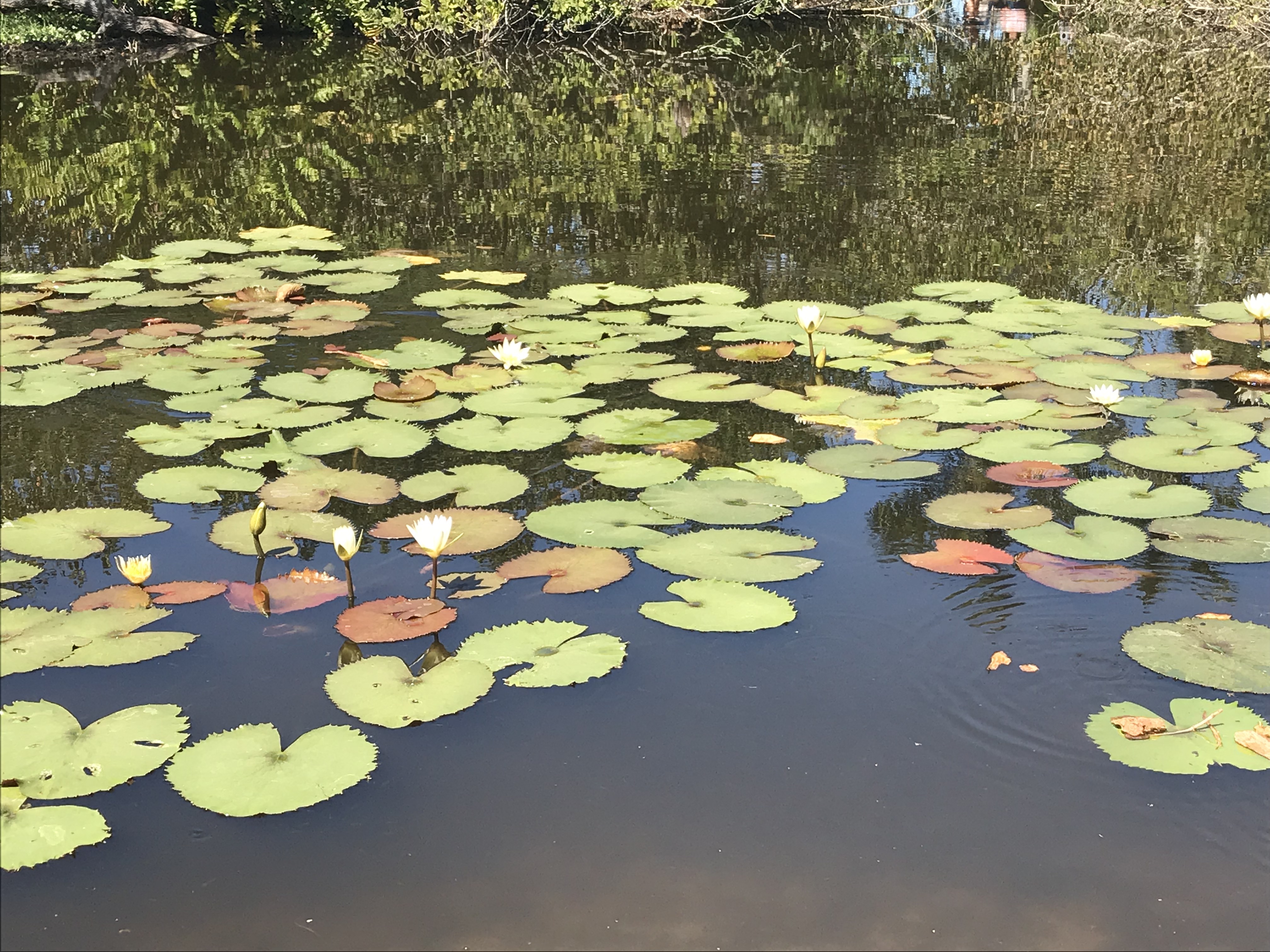 Selby Lily Pads