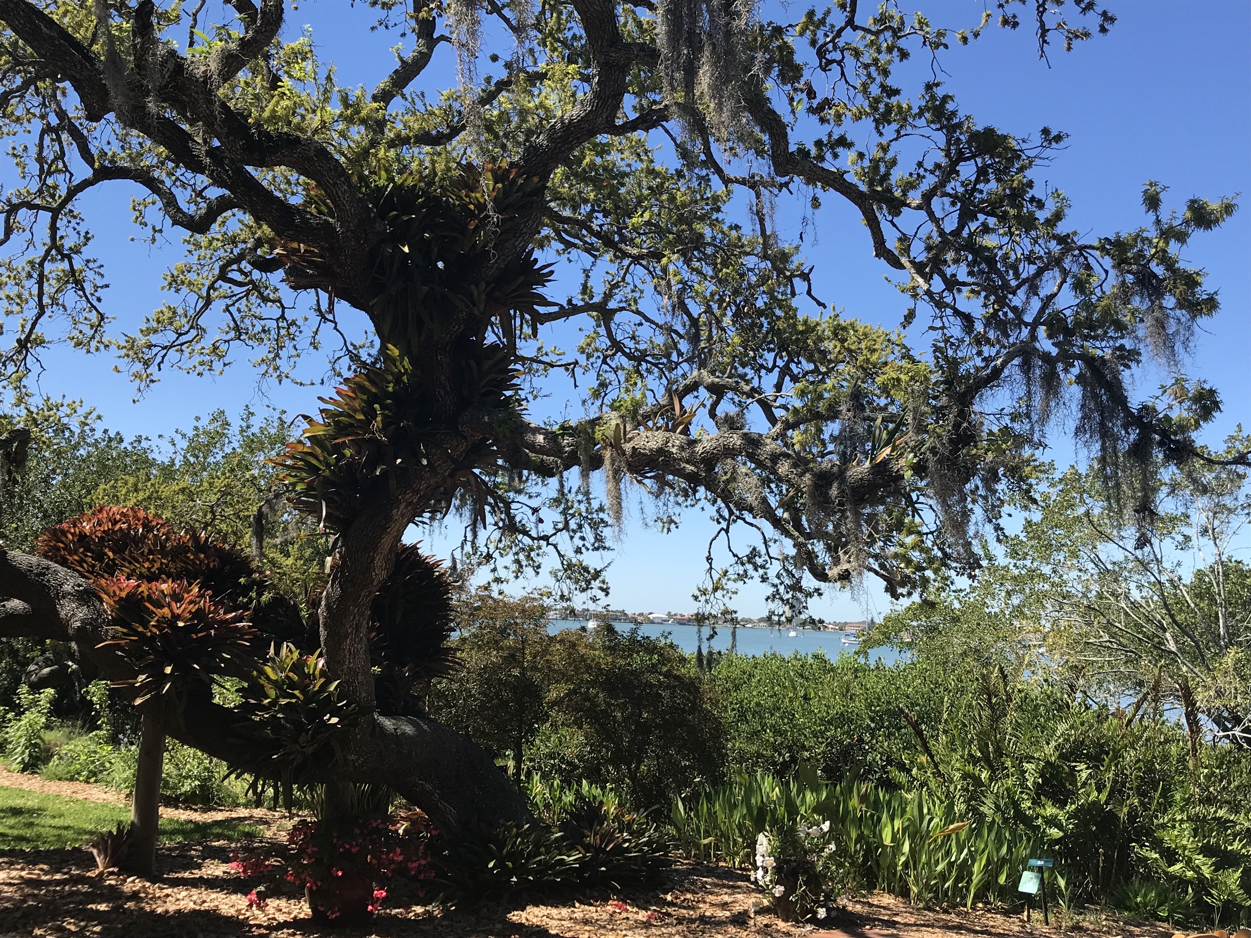 Selby tree with water view