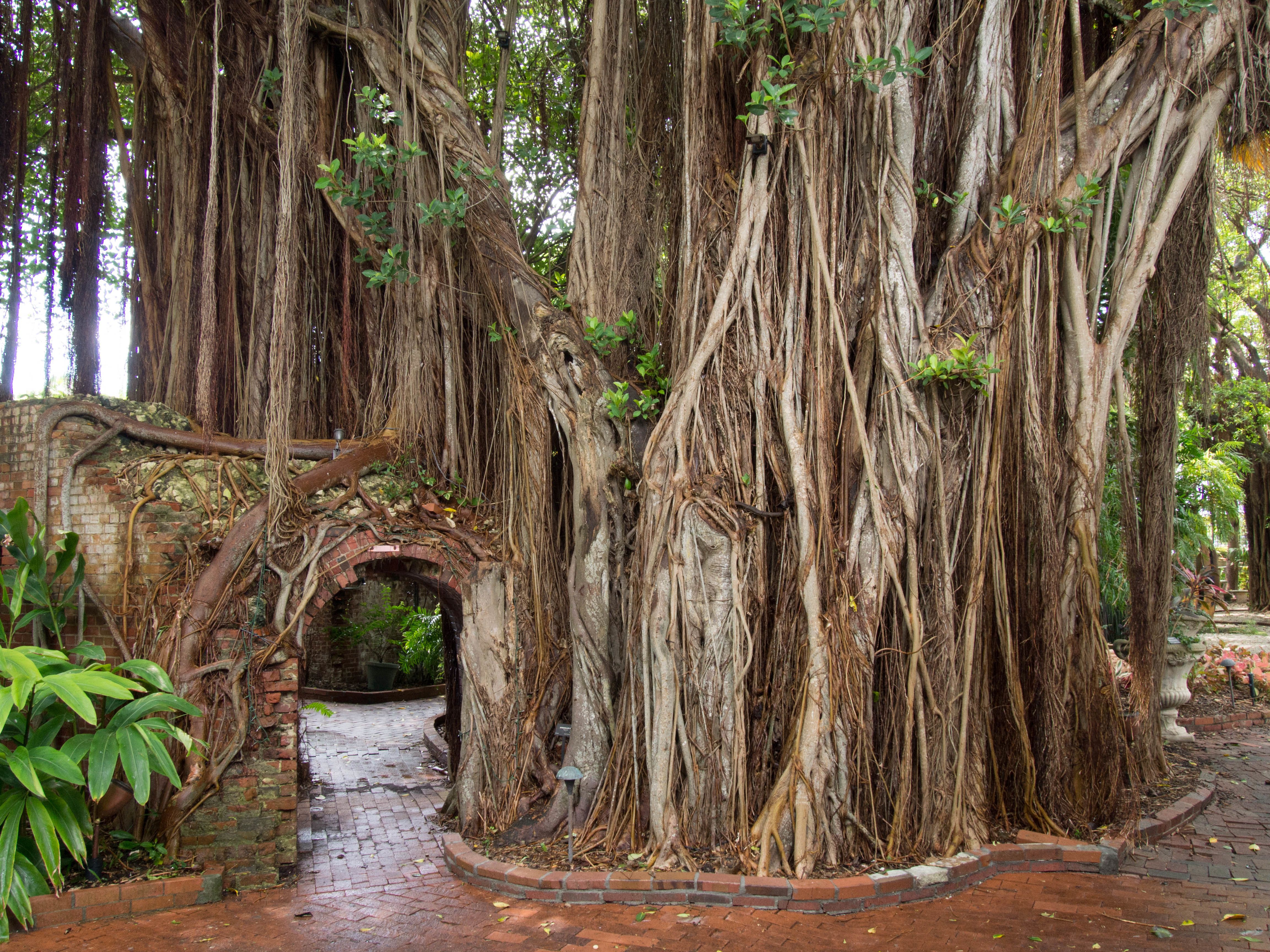 Soul Connections Banyan portal