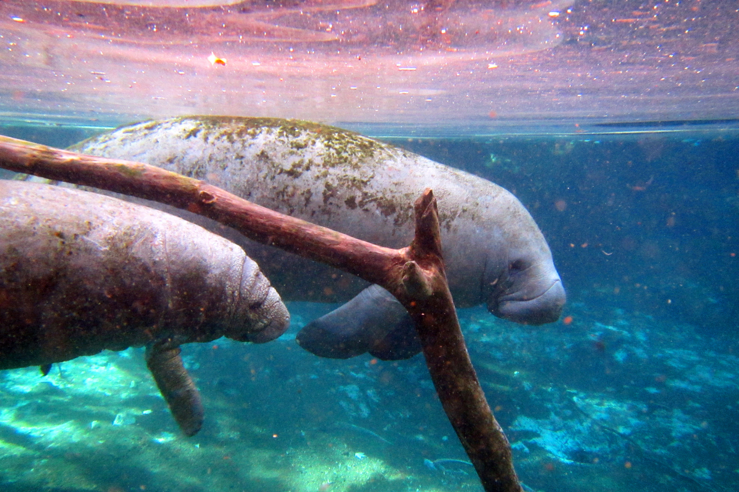 Soul Connections Manatees