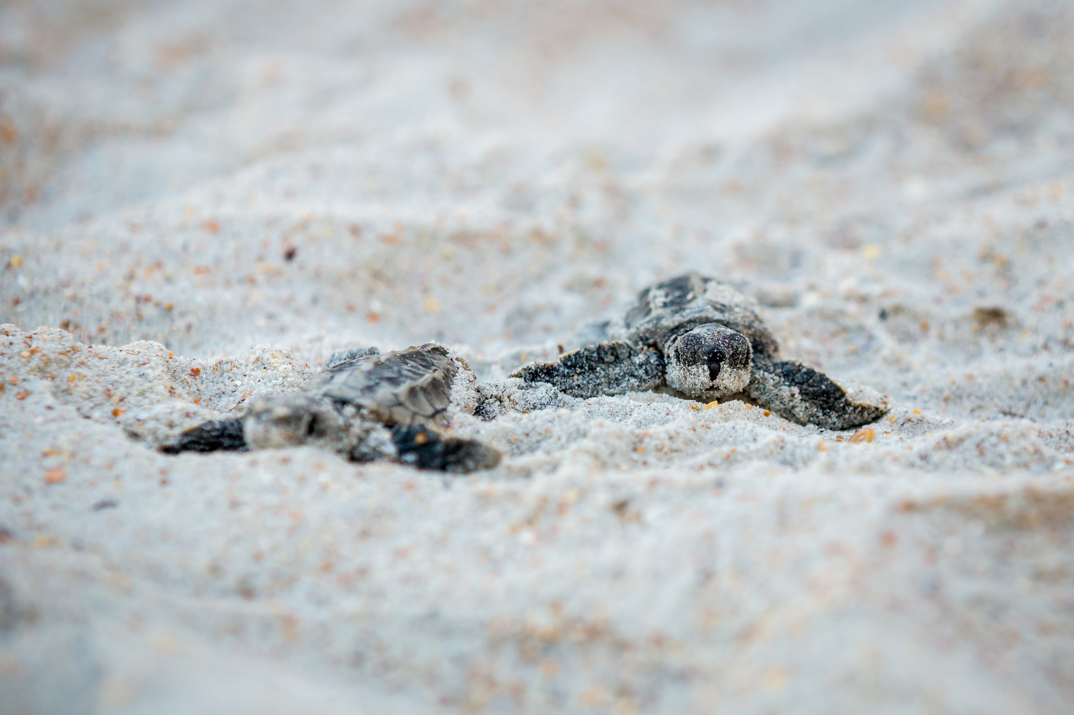 Soul Connections Sea Turtle Hatchlings on Beach