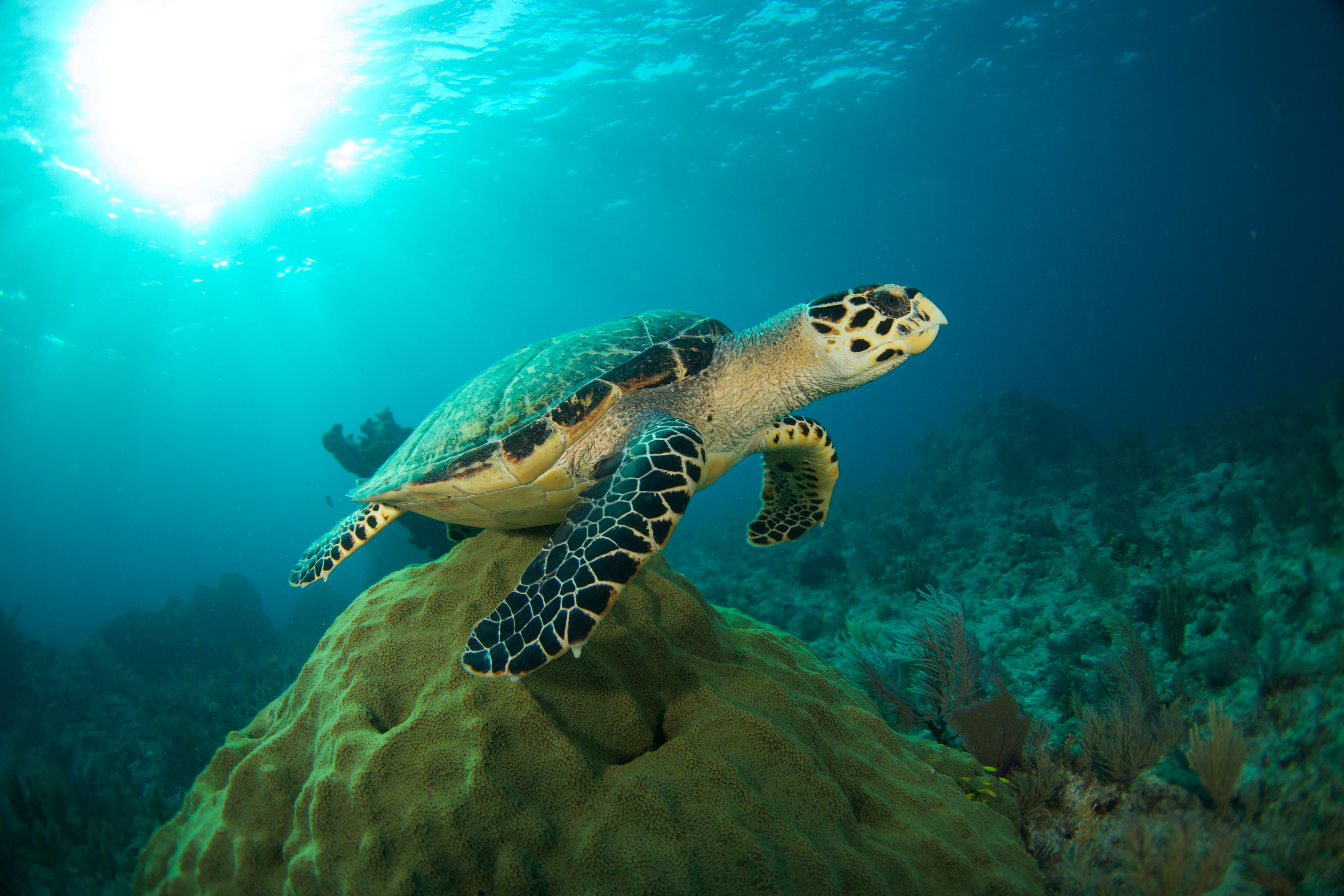 Soul Connections Sea Turtle in Water